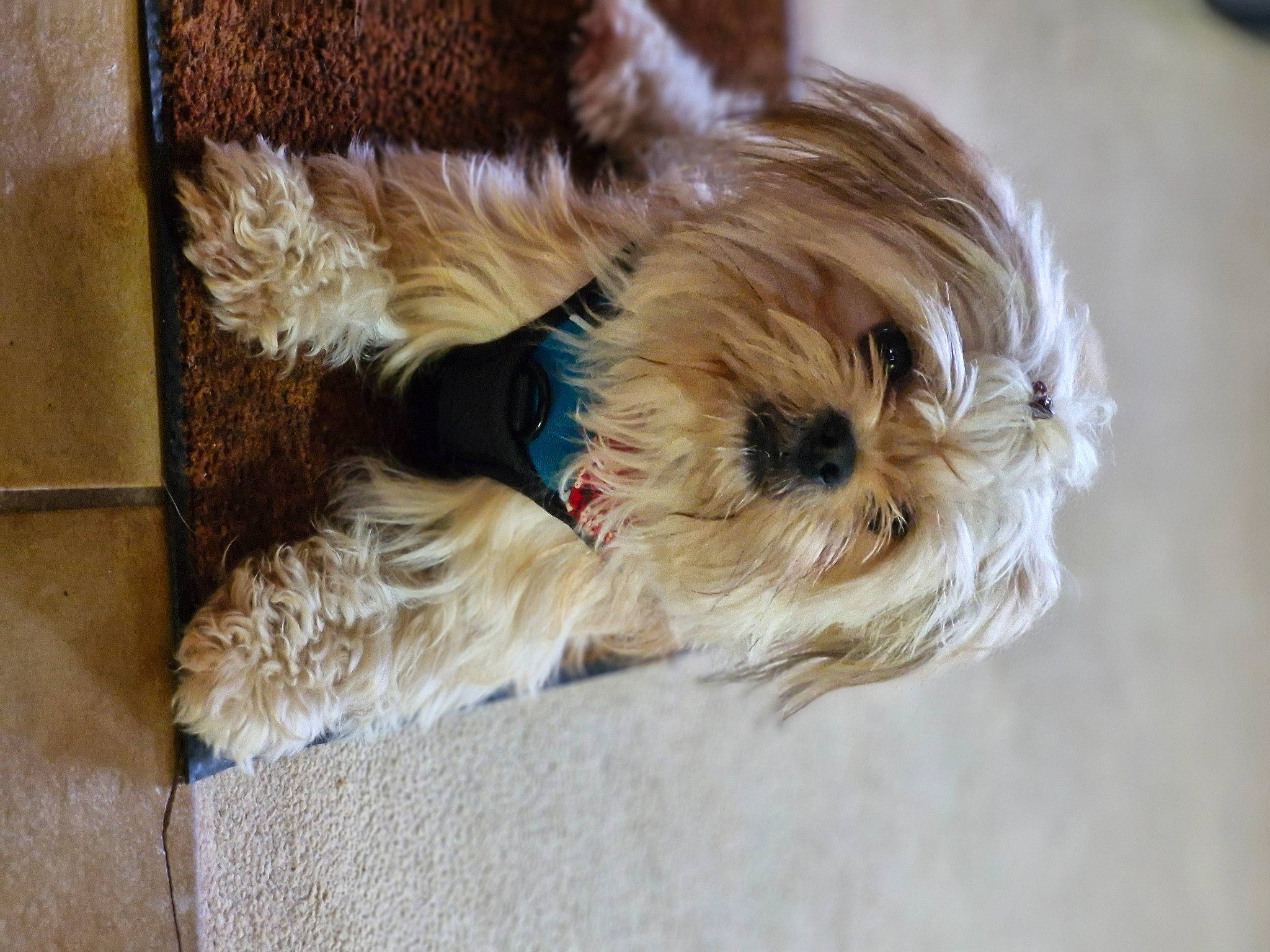 Hermes a rejoint le concours — aidez-le/la à gagner de superbes lots ! biewer_terrier, canidae, carnivore, companion_dog, dog, dog_breed, dog_supply, fawn, fur, liver, maltepoo, poodle_crossbreed, puppy, small_terrier, snout, sporting_group, terrier, toy_dog, working_animal, yorkipoo