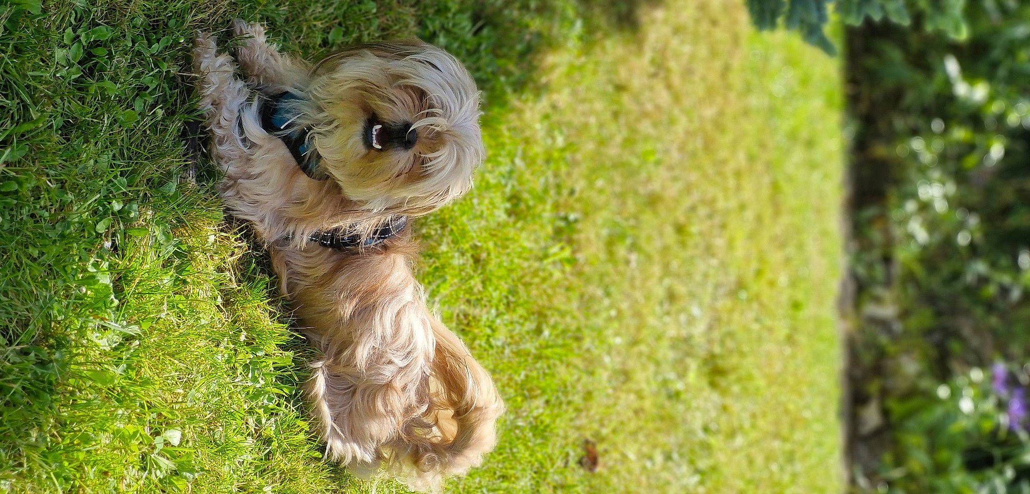 Hermes participe au concours pour gagner de l'argent avec cette photo : biewer_terrier, canidae, carnivore, companion_dog, dog, dog_breed, dog_supply, grass, liver, maltepoo, plant, poodle_crossbreed, small_terrier, snout, sporting_group, terrier, toy_dog, water_dog, working_animal, yorkipoo