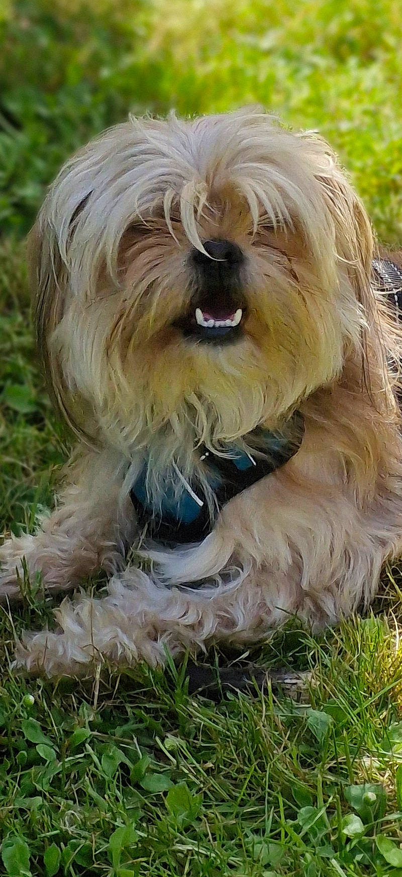 Hermes a rejoint le concours — aidez-le/la à gagner de superbes lots ! bearded_collie, biewer_terrier, canidae, carnivore, companion_dog, dog, dog_breed, fur, grass, liver, maltepoo, plant, shih_poo, small_terrier, snout, sporting_group, terrestrial_animal, terrier, toy_dog, working_animal