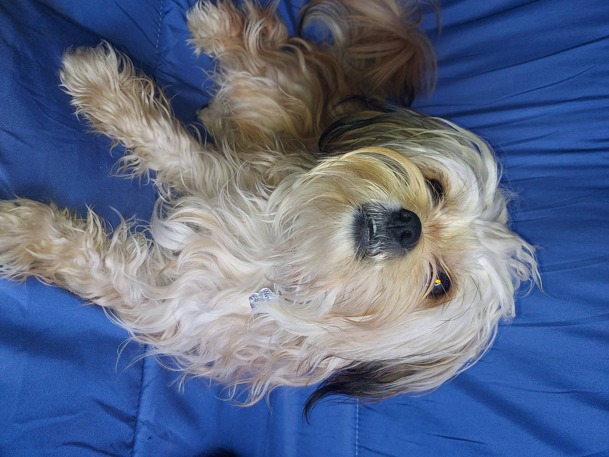 Hermés a rejoint le concours — aidez-le/la à gagner de superbes lots ! carnivore, companion_dog, dog, dog_breed, dog_clothes, dog_supply, electric_blue, fawn, fur, gesture, hair, head, liver, pet_supply, small_terrier, snout, sporting_group, terrier, toy_dog, working_animal