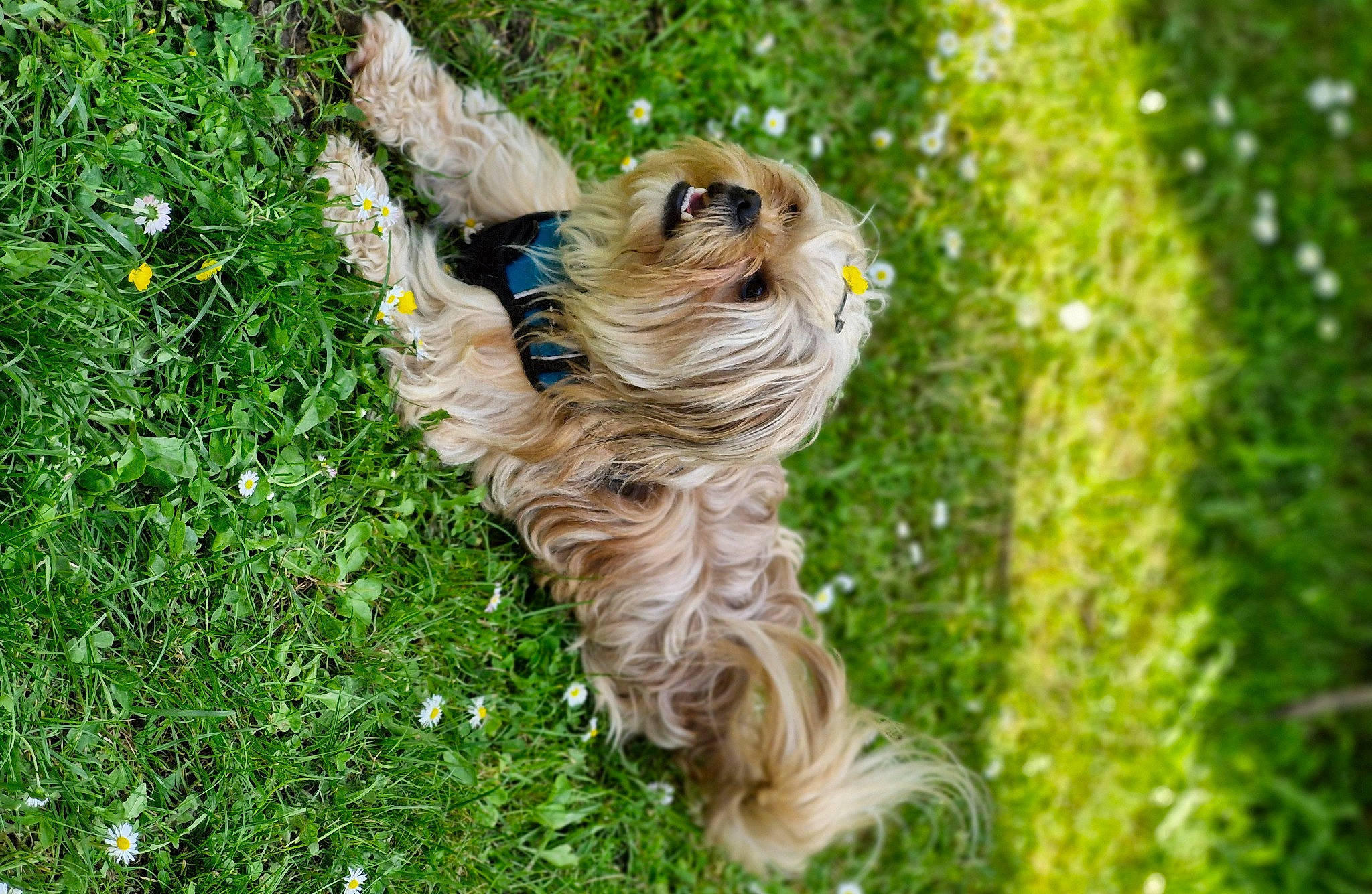 Hermés a rejoint le concours — aidez-le/la à gagner de superbes lots ! botany, canidae, carnivore, companion_dog, dog, dog_breed, fawn, fur, grass, liver, plant, small_terrier, snout, tail, terrier, toy_dog, trunk, wood, working_animal, yorkshire_terrier