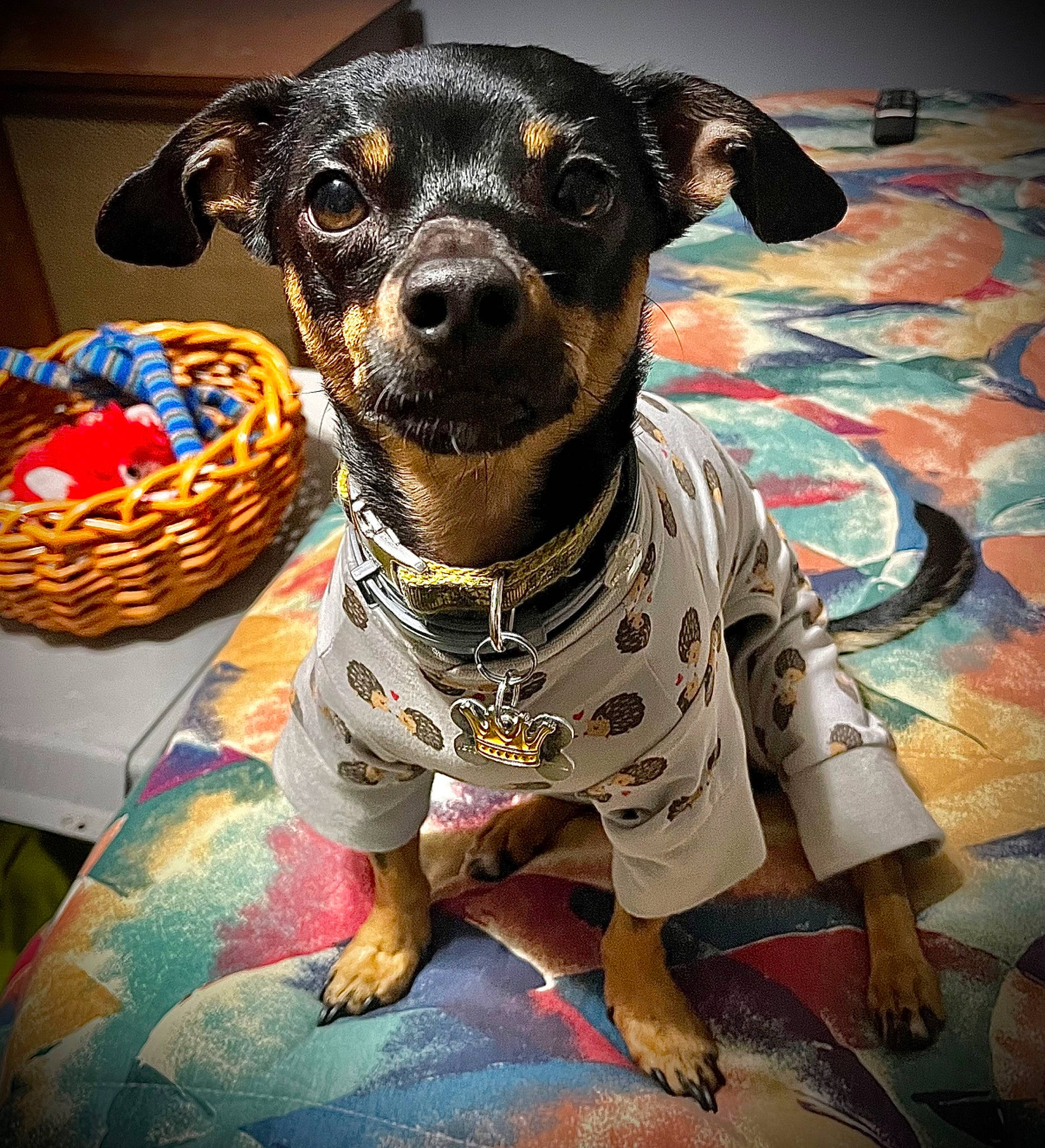 Biggie Smalls is registered to the contest to win money with this photo: carnivore, collar, companion_dog, dishware, dog, dog_breed, dog_clothes, dog_collar, dog_supply, fawn, fur, pattern, pet_supply, serveware, snout, sporting_group, terrestrial_animal, toy_dog, whiskers, working_animal