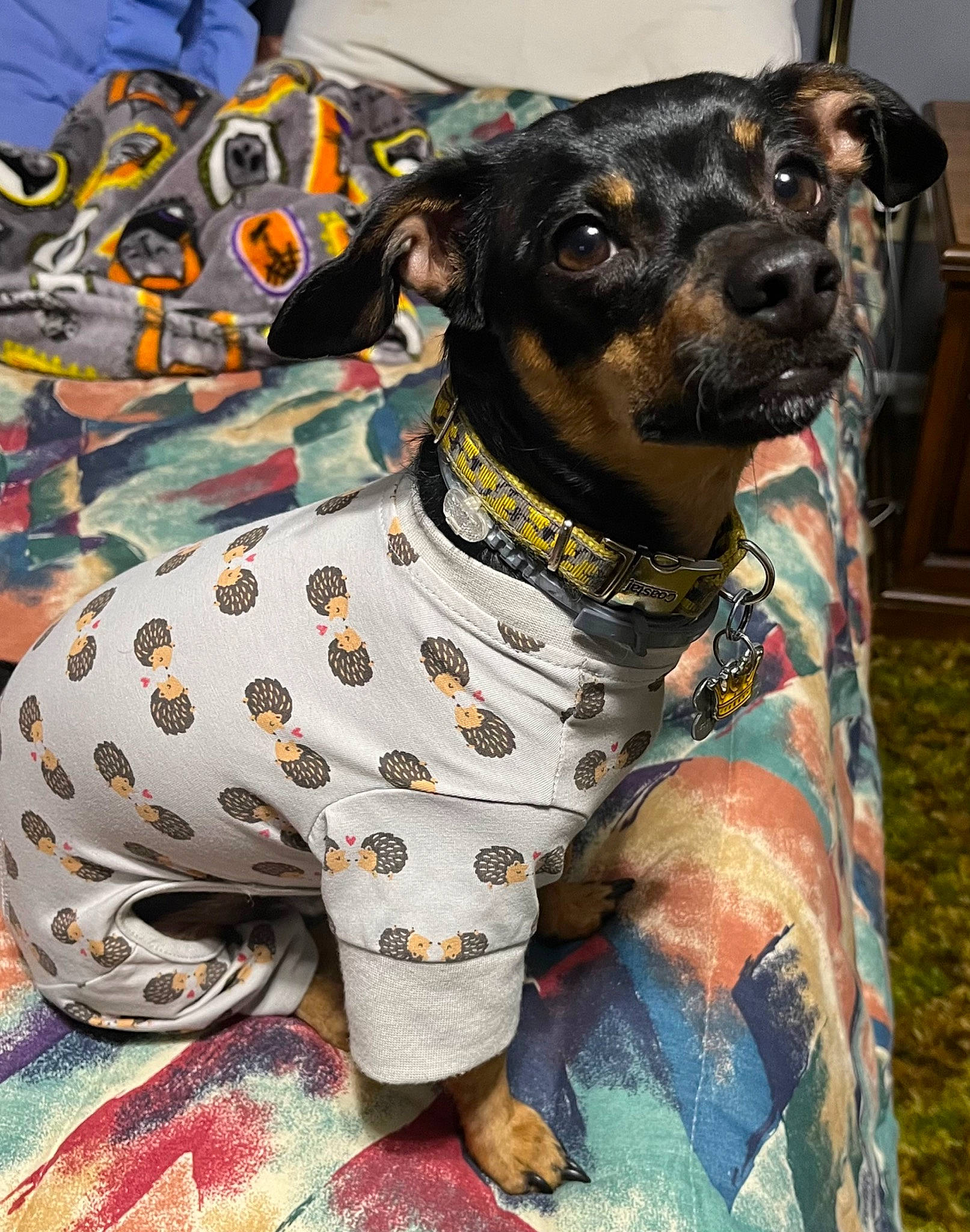 Biggie Smalls is registered to the contest to win money with this photo: art, canidae, carnivore, chair, collar, companion_dog, dog, dog_breed, dog_clothes, dog_collar, dog_supply, fawn, guard_dog, pattern, pet_supply, snout, sporting_group, whiskers, working_animal, working_dog