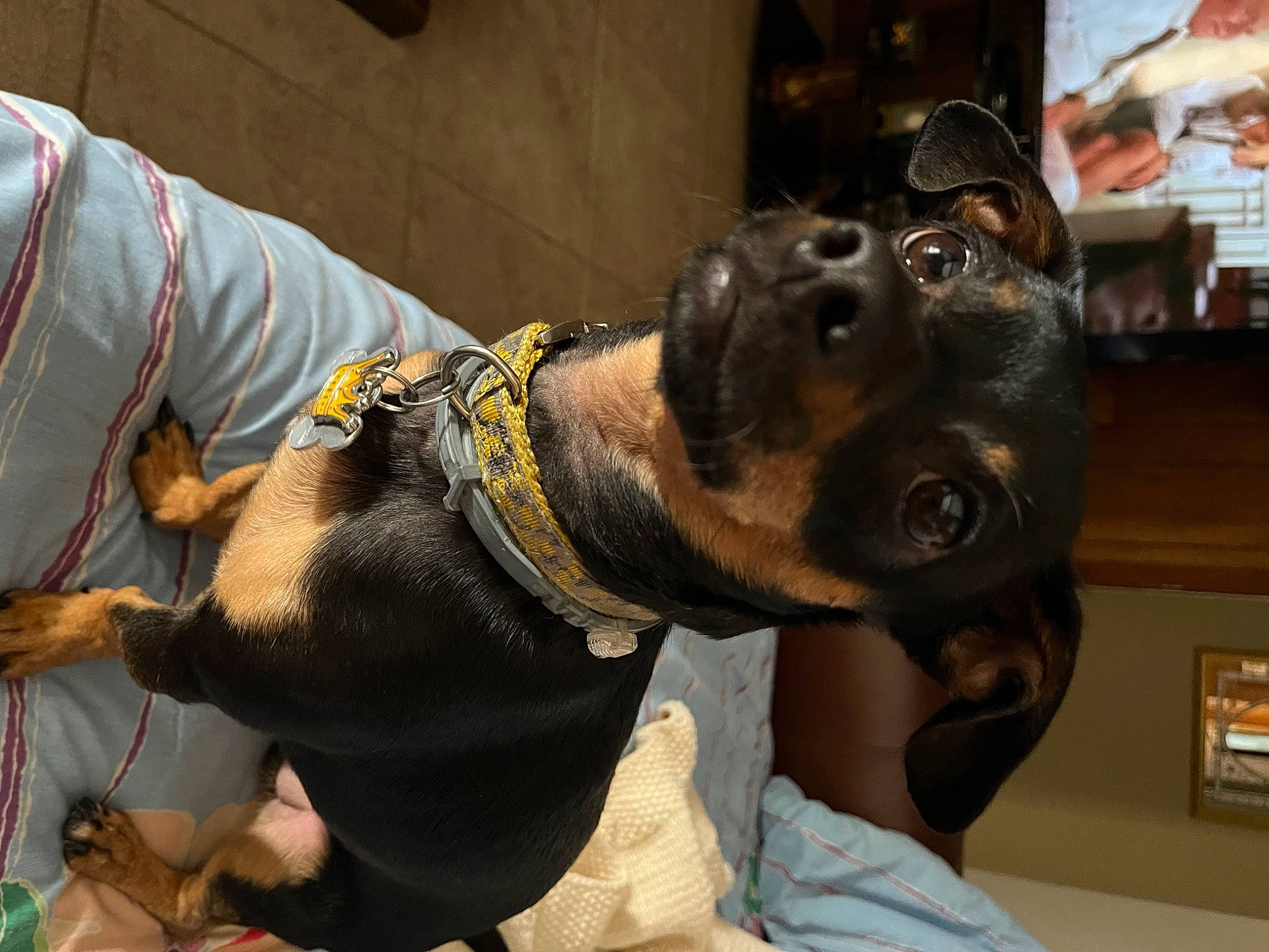 Biggie Smalls is registered to the contest to win money with this photo: canidae, carnivore, collar, companion_dog, dog, dog_breed, dog_collar, ear, fawn, fur, guard_dog, hunting_dog, non_sporting_group, pet_supply, snout, sporting_group, whiskers, working_animal, working_dog