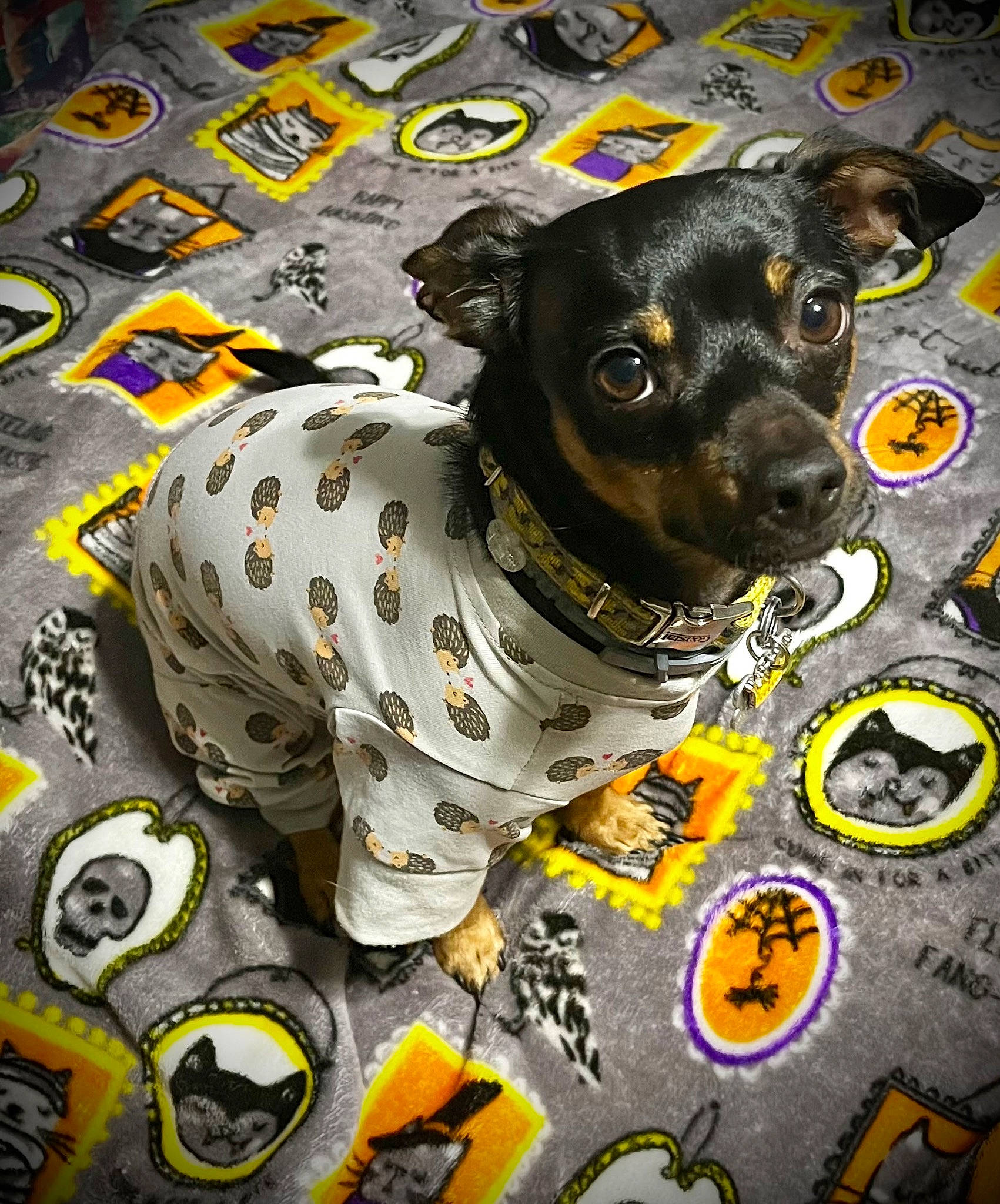 Biggie Smalls is registered to the contest to win money with this photo: canidae, carnivore, circle, collar, companion_dog, dog, dog_breed, dog_collar, dog_supply, font, non_sporting_group, pattern, pet_supply, snout, sporting_group, terrestrial_animal, whiskers, working_animal, working_dog