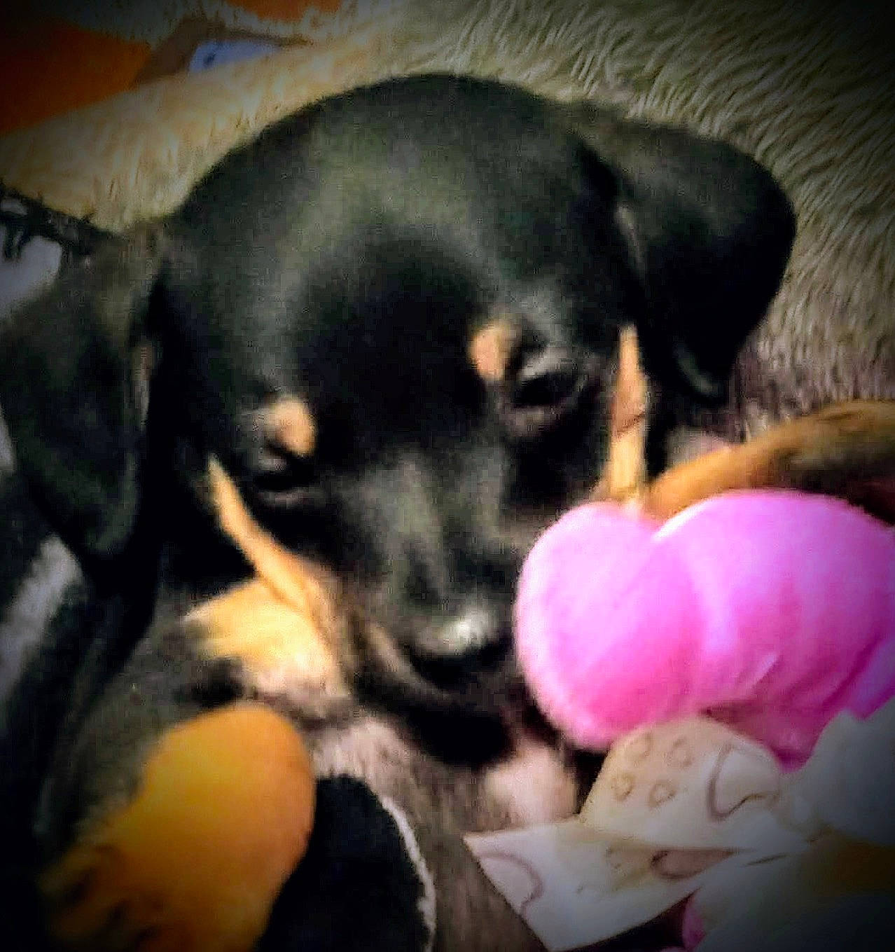 Biggie Smalls is registered to the contest to win money with this photo: canidae, carnivore, comfort, companion_dog, dog, dog_breed, dog_supply, fur, guard_dog, paw, puppy, puppy_love, snout, sporting_group, toy_dog, working_animal, working_dog