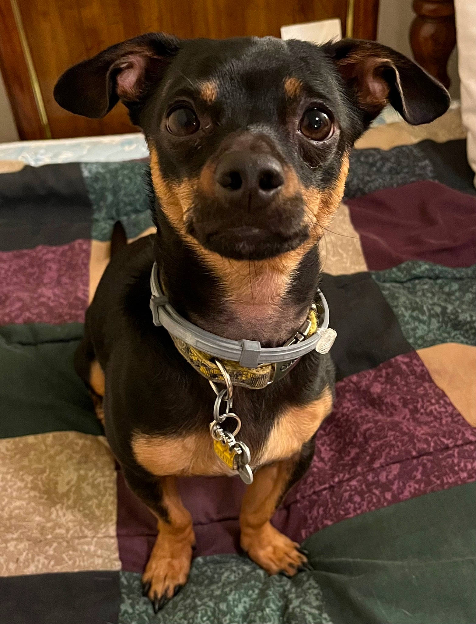 Biggie Smalls joined the competition — help win amazing prizes! canidae, carnivore, collar, companion_dog, dog, dog_breed, dog_collar, dog_supply, fawn, fur, guard_dog, pet_supply, snout, sporting_group, toy_dog, whiskers, working_animal, working_dog