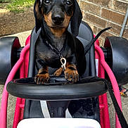 Teddy joined the competition — help win amazing prizes! dachshund, puppy, dog, toy_car, steering_wheel, outdoor, brick_wall, leash, black_and_tan, pet, cute, small_vehicle, grass, concrete, playful, young_dog, animal, sitting, front_view, close_up