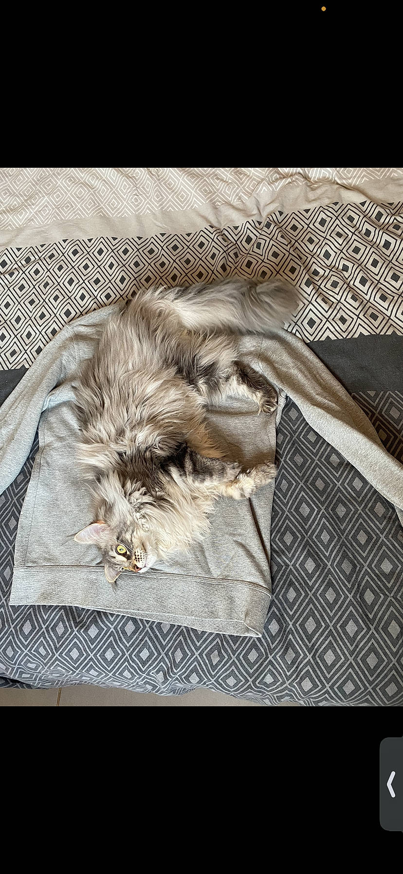 Shaya a rejoint le concours — aidez-le/la à gagner de superbes lots ! art, carnivore, cat, claw, comfort, companion_dog, felidae, font, fur, grey, illustration, linens, paper_product, pattern, paw, rectangle, small_to_medium_sized_cats, textile, whiskers, wood