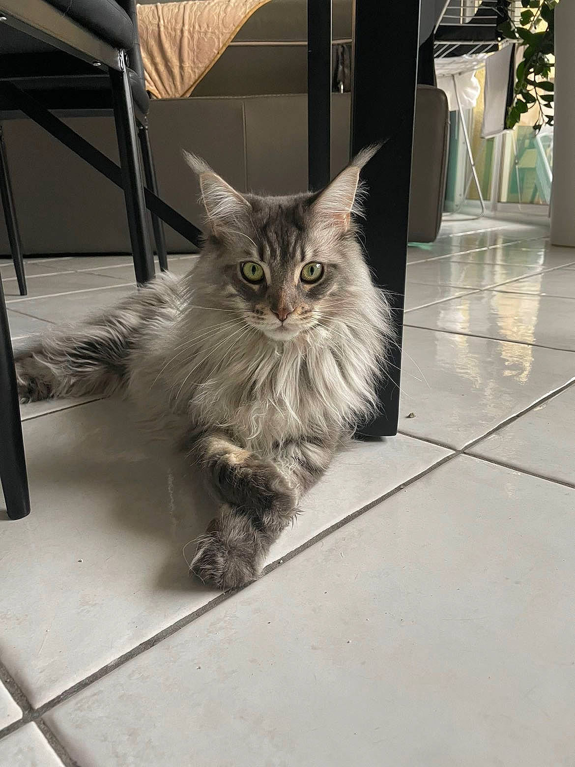 Shaya participe au concours pour gagner de l'argent avec cette photo : carnivore, cat, claw, domestic_short_haired_cat, fawn, felidae, floor, flooring, fur, grey, monochrome_photography, paw, road_surface, sitting, small_to_medium_sized_cats, snout, street_light, tail, whiskers, window