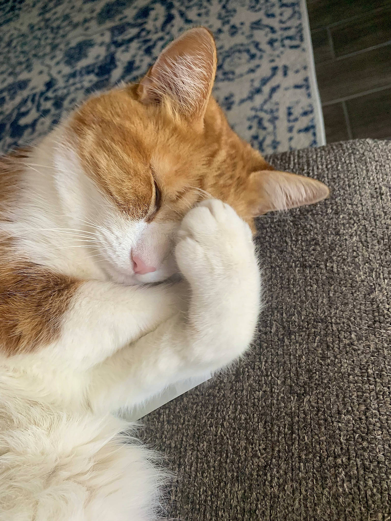 Cinnamon joined the competition — help win amazing prizes! carnivore, cat, claw, comfort, domestic_short_haired_cat, fawn, felidae, flooring, foot, fur, gesture, human_leg, nap, paw, sitting, small_to_medium_sized_cats, snout, tail, whiskers, wood