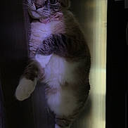 Luna joined the competition — help win amazing prizes! animal, cat, closeup, cute, domestic_animal, feline, floor, fur, indoor, mammal, paws, pet, portrait, relaxed, resting, sleepy, striped, tabby, whiskers, wooden_floor