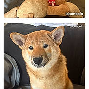 Riou participe au concours pour gagner de l'argent avec cette photo : shiba_inu, puppy, dog, plush_toy, couch, pet, animal, brown_fur, sitting, indoors, cute, young_dog, app_screenshot, mobile_screen, text_overlay, soft_toy, looking, front_view, domestic_animal, companion