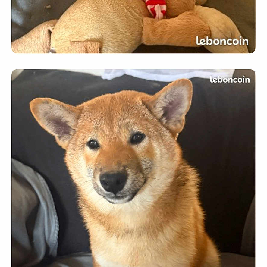 Riou participe au concours pour gagner de l'argent avec cette photo : shiba_inu, puppy, dog, plush_toy, couch, pet, animal, brown_fur, sitting, indoors, cute, young_dog, app_screenshot, mobile_screen, text_overlay, soft_toy, looking, front_view, domestic_animal, companion