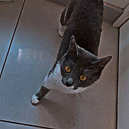 Nova participe au concours pour gagner de l'argent avec cette photo : cat, gray_cat, white_paws, amber_eyes, curious, floor, tile_floor, indoor, cleaning_supplies, bottle, container, pet, animal, feline, whiskers, tail, looking_up, domestic_cat, household, curiosity