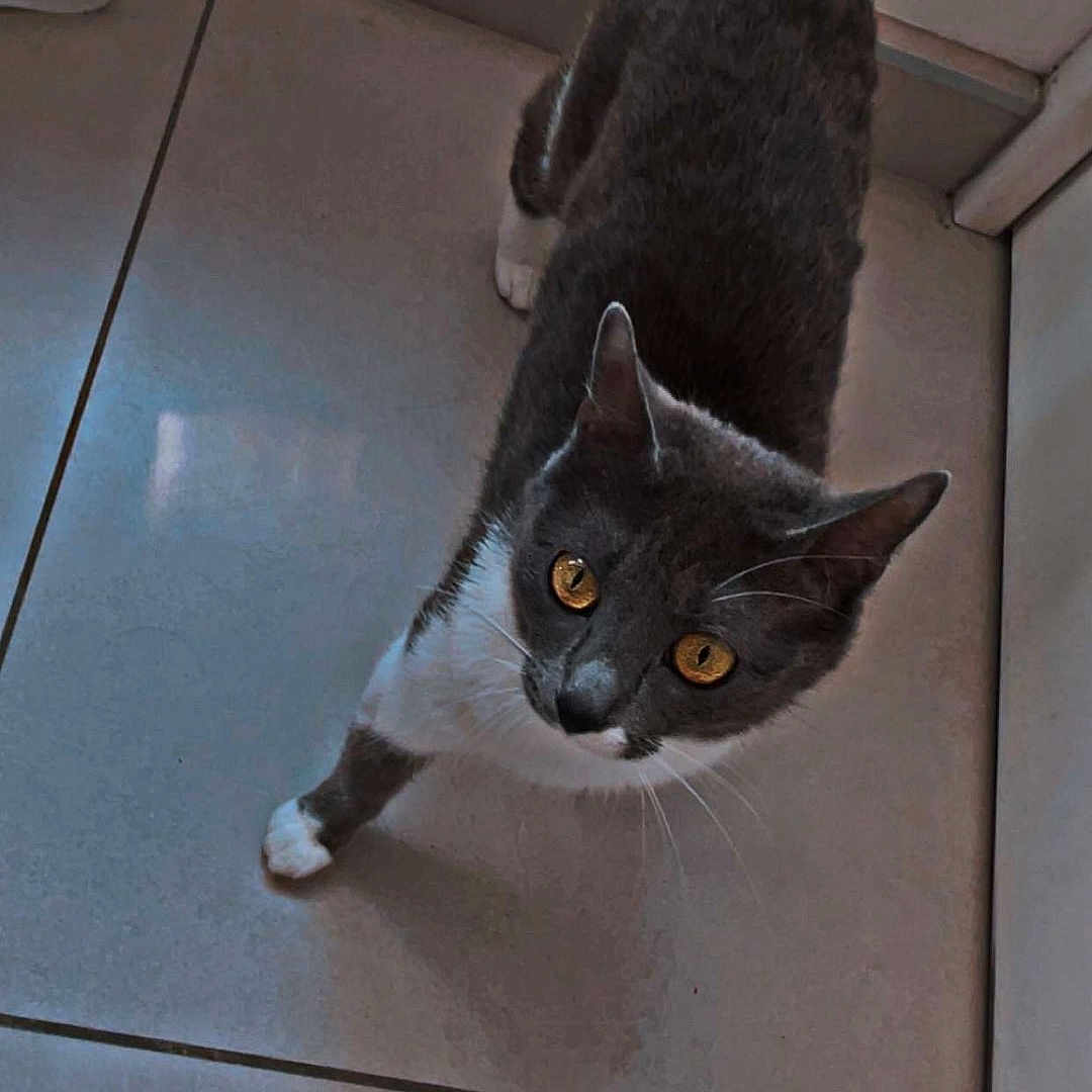 Nova participe au concours pour gagner de l'argent avec cette photo : cat, gray_cat, white_paws, amber_eyes, curious, floor, tile_floor, indoor, cleaning_supplies, bottle, container, pet, animal, feline, whiskers, tail, looking_up, domestic_cat, household, curiosity
