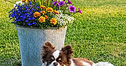Cookie participe au concours pour gagner de l'argent avec cette photo : dog, pet, small_dog, fluffy, brown_and_white, long_hair, pointy_ears, lying_down, grass, garden, flowers, flower_pot, butterfly, outdoor, lawn, nature, landscape, portrait, colorful, relaxed