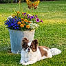 dog, pet, small_dog, fluffy, brown_and_white, long_hair, pointy_ears, lying_down, grass, garden, flowers, flower_pot, butterfly, outdoor, lawn, nature, landscape, portrait, colorful, relaxed