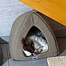 Cookie participe au concours pour gagner de l'argent avec cette photo : cat, sleeping, fluffy, black_and_white, pet, animal, cozy, pet_bed, tent, indoors, sunlight, floor, tile, furniture, resting, curled_up, fur, home, relaxed, cute