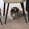 Cookie a rejoint le concours — aidez-le/la à gagner de superbes lots ! cat, pet, animal, fluffy, long_hair, white_and_brown, face, eyes, nose, whiskers, stuffed_toy, plush_toy, chair, chair_legs, carpet, floor, tile, indoors, hiding, cute