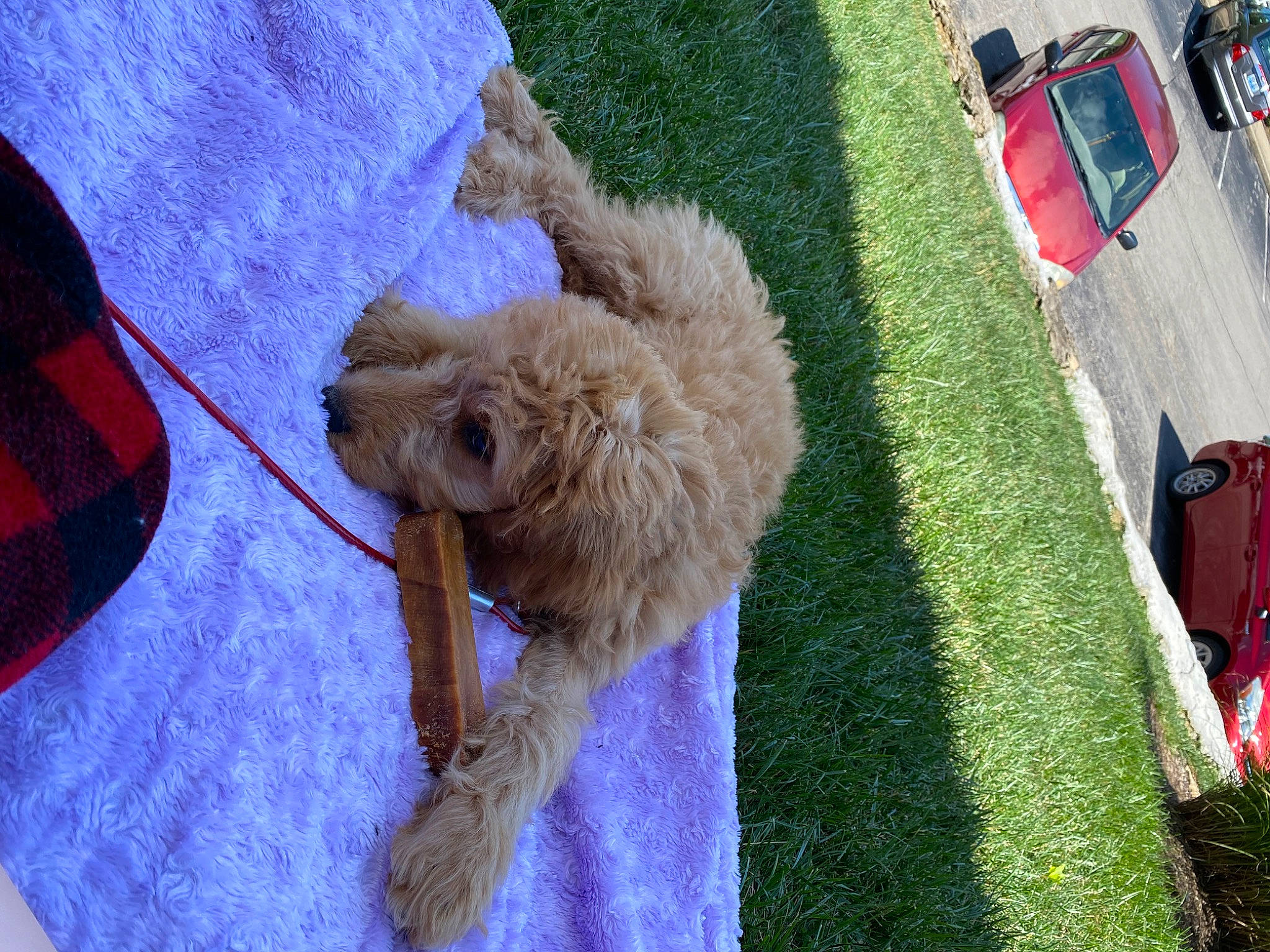 Romeo is registered to the contest to win money with this photo: canidae, carnivore, cockapoo, companion_dog, dog, dog_breed, fawn, goldendoodle, miniature_poodle, non_sporting_group, poodle, poodle_crossbreed, puppy, sporting_group, toy_dog, toy_poodle