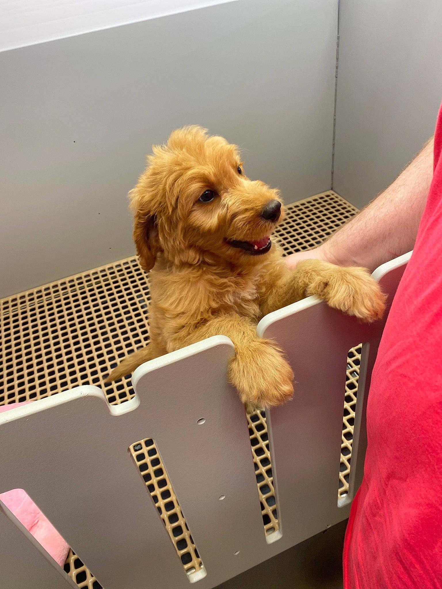 Romeo joined the competition — help win amazing prizes! basset_fauve_de_bretagne, canidae, carnivore, cavachon, cavapoo, cockapoo, companion_dog, dog, dog_breed, dutch_smoushond, goldendoodle, labradoodle, mammal, petit_basset_griffon_vendeen, poodle_crossbreed, puppy, schnoodle, sporting_group, sporting_lucas_terrier