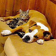 Nat a rejoint le concours — aidez-le/la à gagner de superbes lots ! animal, beige, brown, cat, companion, couch, cozy, cute, dog, domestic, friendship, furniture, indoor, pet, pet_bed, relaxing, resting, tabby, white, wood_paneling