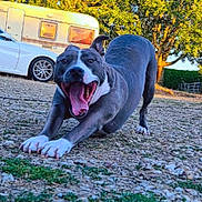 Bella a rejoint le concours — aidez-le/la à gagner de superbes lots ! animal, camper, canine, car, daylight, dog, ears, grass, happy, muzzle, nature, outdoor, pet, playful, rocks, smiling, stretching, sunlight, tongue, trees