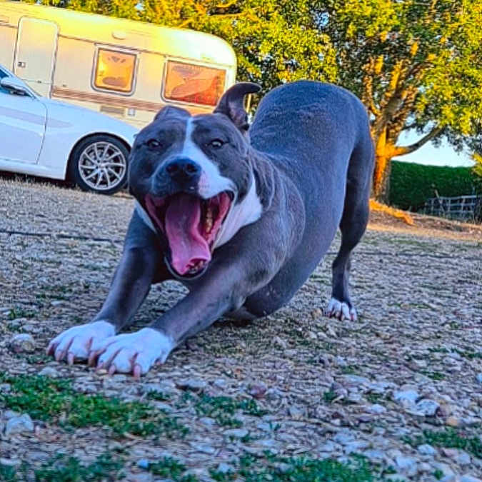 Bella a rejoint le concours — aidez-le/la à gagner de superbes lots ! animal, camper, canine, car, daylight, dog, ears, grass, happy, muzzle, nature, outdoor, pet, playful, rocks, smiling, stretching, sunlight, tongue, trees