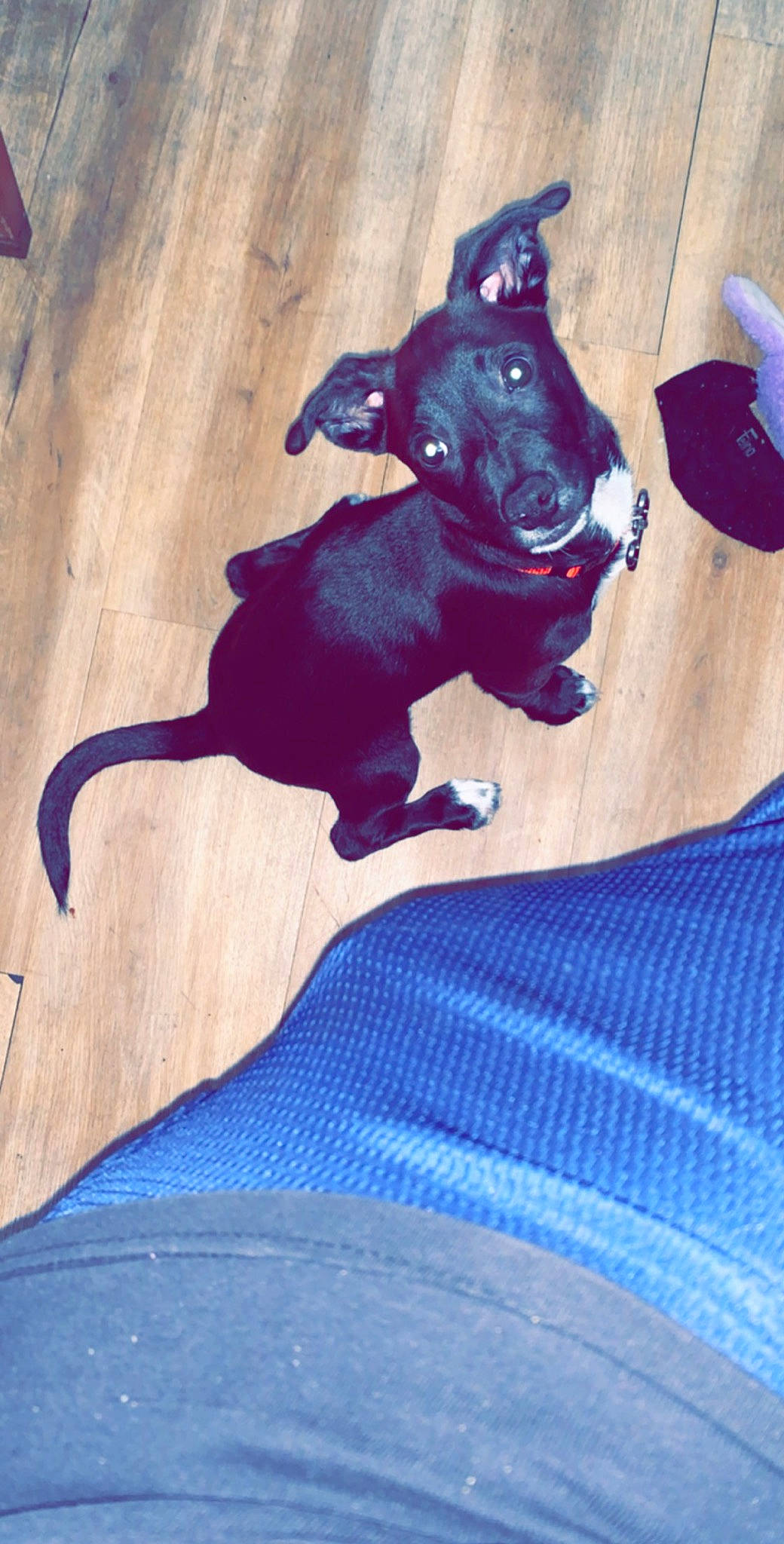 Lucifer is registered to the contest to win money with this photo: american_pit_bull_terrier, canidae, carnivore, dog, dog_breed, non_sporting_group, puppy, sporting_group, staffordshire_bull_terrier, tail