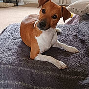 Kate is registered to the contest to win money with this photo: animal, blanket, brown, canine, carpet, cozy, curious, curtains, dog, domestic, furniture, head_tilt, indoor, living_room, pet, relaxed, resting, television, white, window