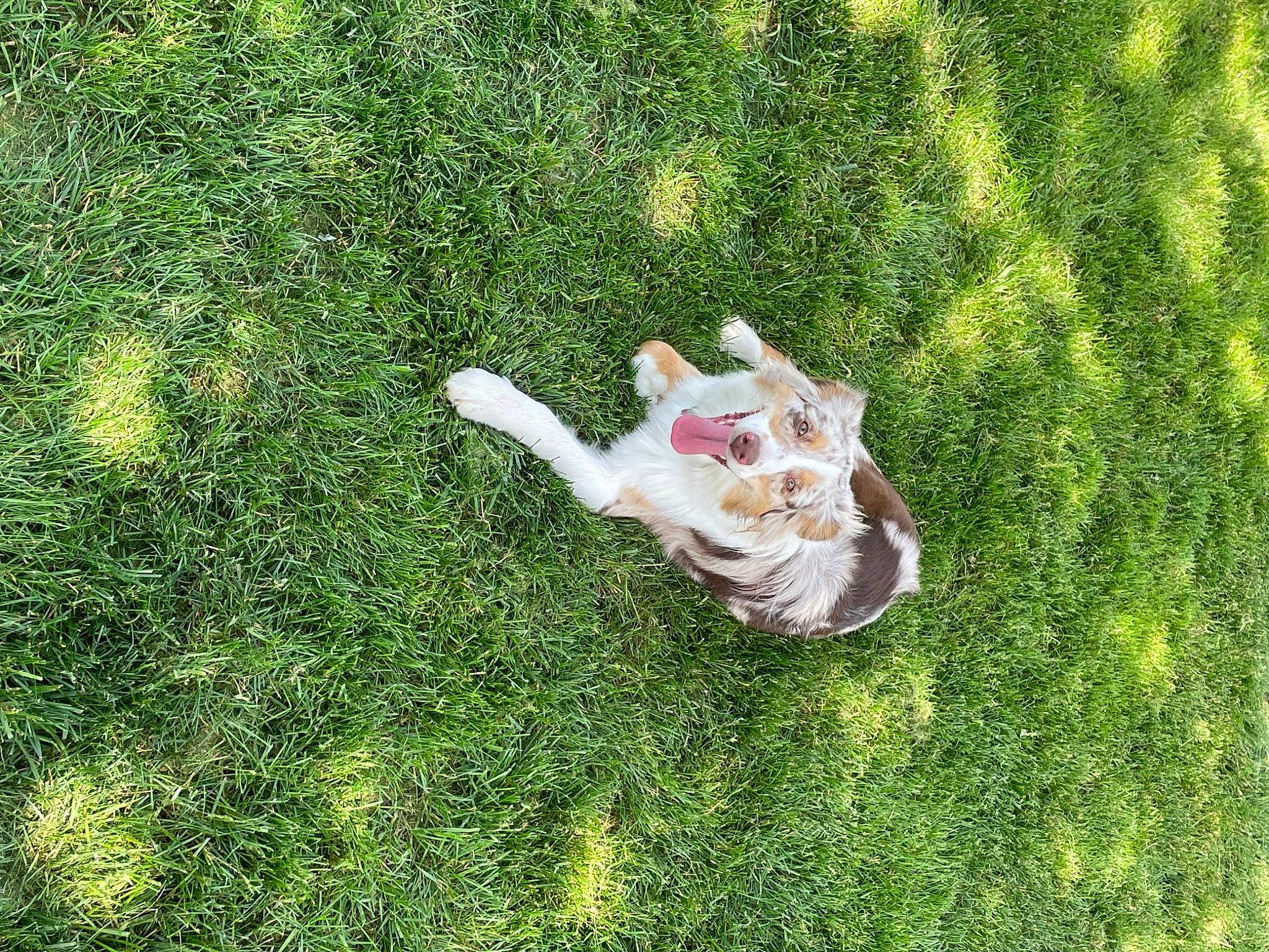 Willow is registered to the contest to win money with this photo: artificial_turf, ball, canidae, carnivore, companion_dog, dog, dog_breed, fawn, grass, grassland, groundcover, lawn, leisure, meadow, pasture, people_in_nature, plant, shrub, sporting_group, tail