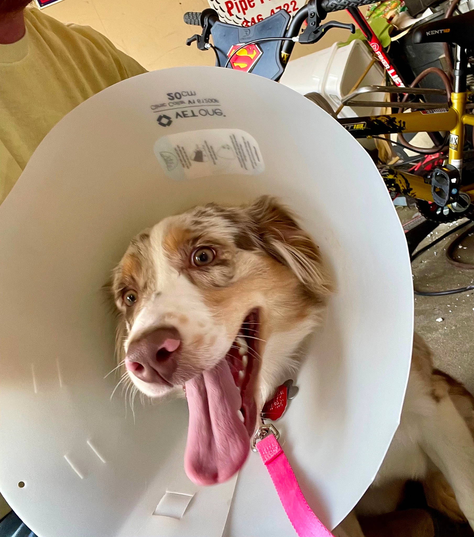 Willow is registered to the contest to win money with this photo: canidae, carnivore, collar, companion_dog, dog, dog_breed, dog_collar, ear, fang, fun, fur, happy, jaw, leash, smile, snout, sporting_group, tooth, whiskers, working_animal