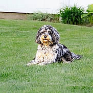Toby is registered to the contest to win money with this photo: dog, curly_fur, grass, outdoor, pet, canine, lawn, white_fence, relaxed, animal, nature, summer, garden, domestic_animal, fluffy, sitting, greenery, portrait, cute, calm