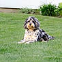 dog, curly_fur, grass, outdoor, pet, canine, lawn, white_fence, relaxed, animal, nature, summer, garden, domestic_animal, fluffy, sitting, greenery, portrait, cute, calm