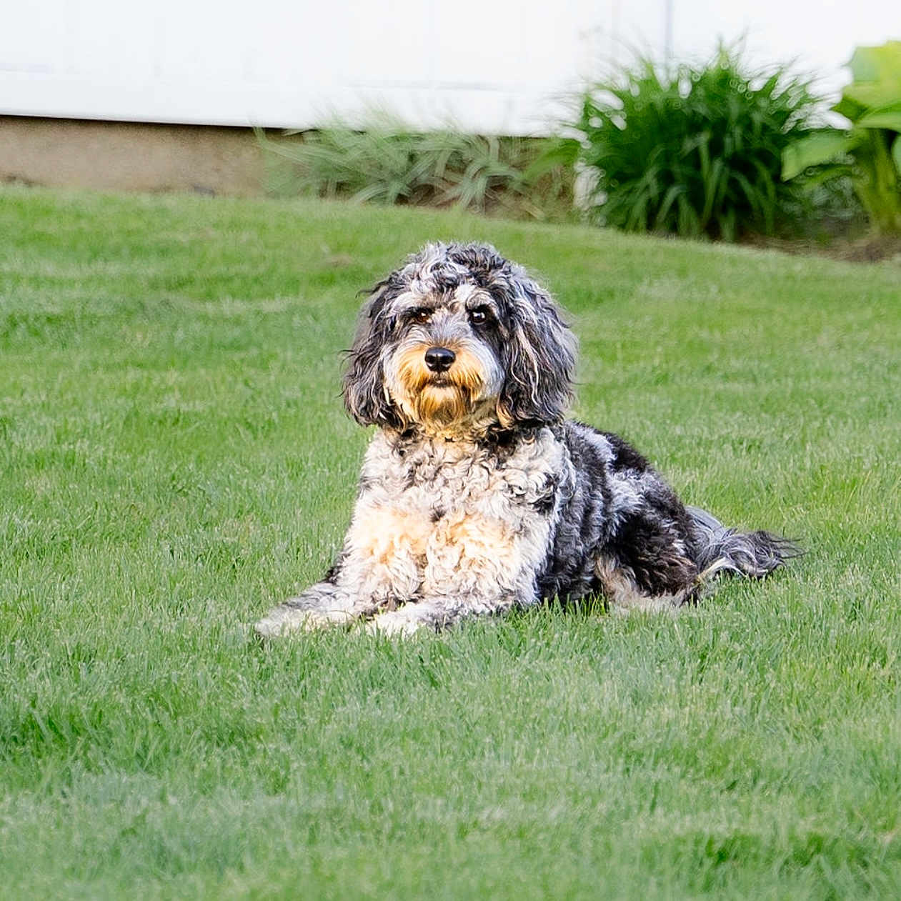 Toby is registered to the contest to win money with this photo: animal, calm, canine, curly_fur, cute, dog, domestic_animal, fluffy, garden, grass, greenery, lawn, nature, outdoor, pet, portrait, relaxed, sitting, summer, white_fence
