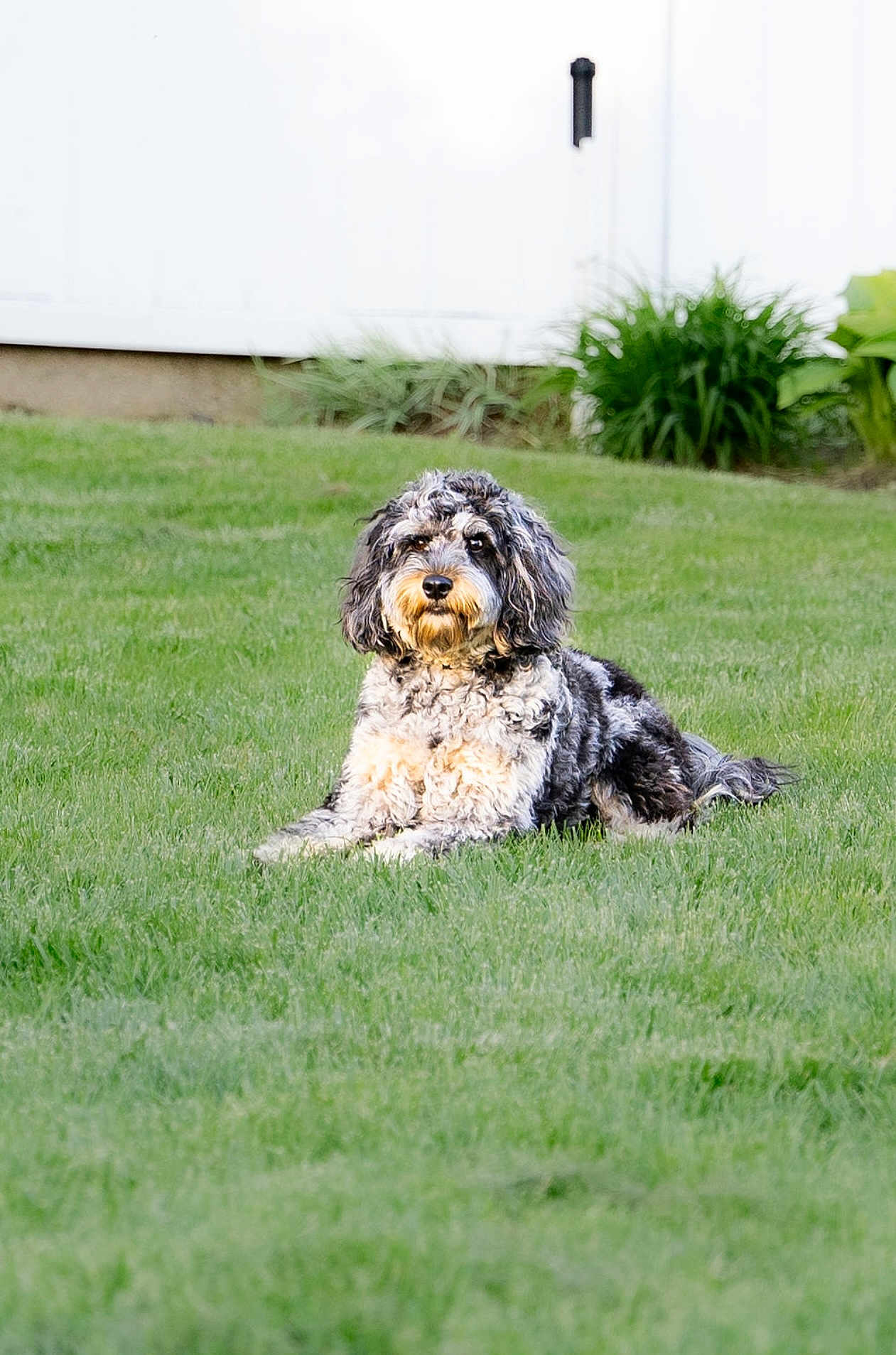 Toby is registered to the contest to win money with this photo: dog, curly_fur, grass, outdoor, pet, canine, lawn, white_fence, relaxed, animal, nature, summer, garden, domestic_animal, fluffy, sitting, greenery, portrait, cute, calm