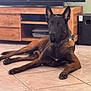 Shadow a rejoint le concours — aidez-le/la à gagner de superbes lots ! dog, belgian_malinois, pet, animal, indoor, floor, tile, television, wooden_furniture, collar, relaxed, brown, black, ears_up, alert, domestic, canine, living_room, home, laying_down