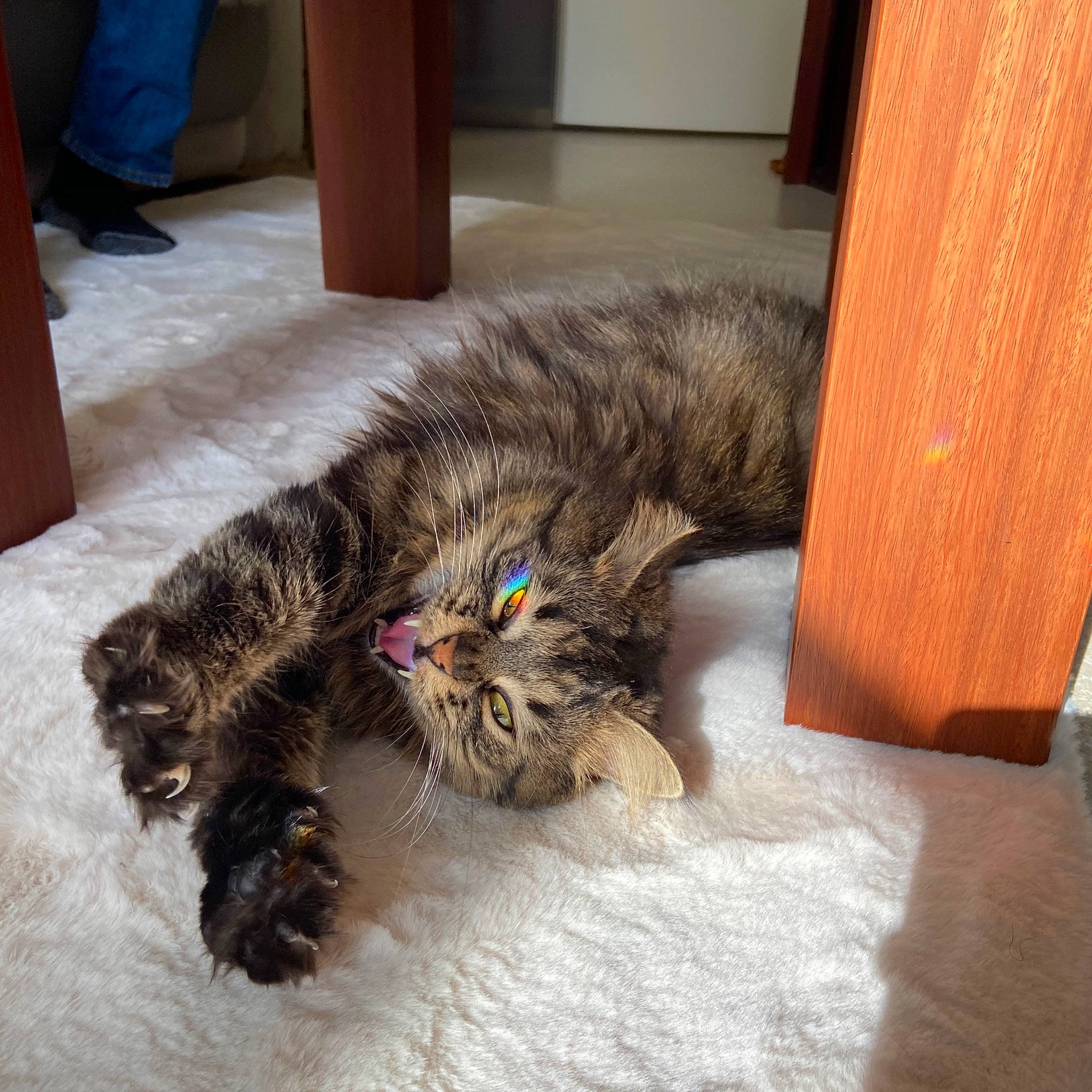 Mimi participe au concours pour gagner de l'argent avec cette photo : american_curl, british_semi_longhair, carnivore, cat, domestic_long_haired_cat, dragon_li, european_shorthair, felidae, floor, fur, kitten, maine_coon, mammal, norwegian_forest_cat, persian, pixie_bob, siberian, small_to_medium_sized_cats, tabby_cat, whiskers