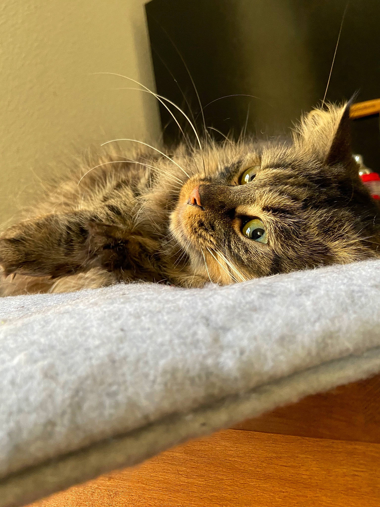 Mimi participe au concours pour gagner de l'argent avec cette photo : asian, british_semi_longhair, carnivore, cat, close_up, domestic_short_haired_cat, dragon_li, european_shorthair, eye, felidae, fur, kitten, maine_coon, norwegian_forest_cat, pixie_bob, small_to_medium_sized_cats, snout, tabby_cat, whiskers, wild_cat