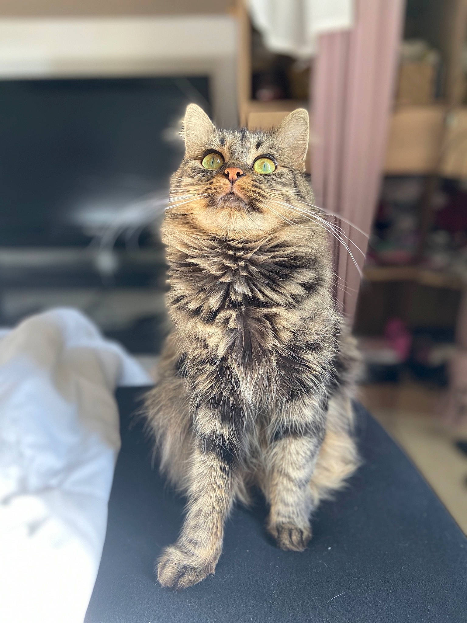 Mimi a rejoint le concours — aidez-le/la à gagner de superbes lots ! asian, british_semi_longhair, carnivore, cat, domestic_short_haired_cat, dragon_li, european_shorthair, eye, felidae, fur, mammal, norwegian_forest_cat, organism, pixie_bob, siberian, small_to_medium_sized_cats, snout, tabby_cat, whiskers, wild_cat