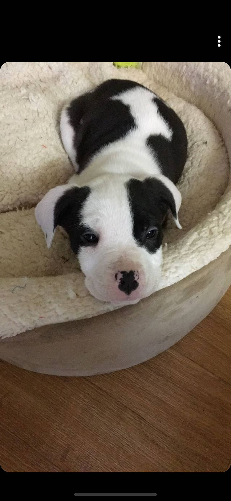 Kadie is registered to the contest to win money with this photo: american_bulldog, american_staffordshire_terrier, australian_bulldog, canidae, carnivore, companion_dog, dog, dog_breed, fawn, mammal, non_sporting_group, nose, pit_bull, puppy, puppy_love, rare_breed_dog, snout, toy_bulldog, valley_bulldog, vertebrate