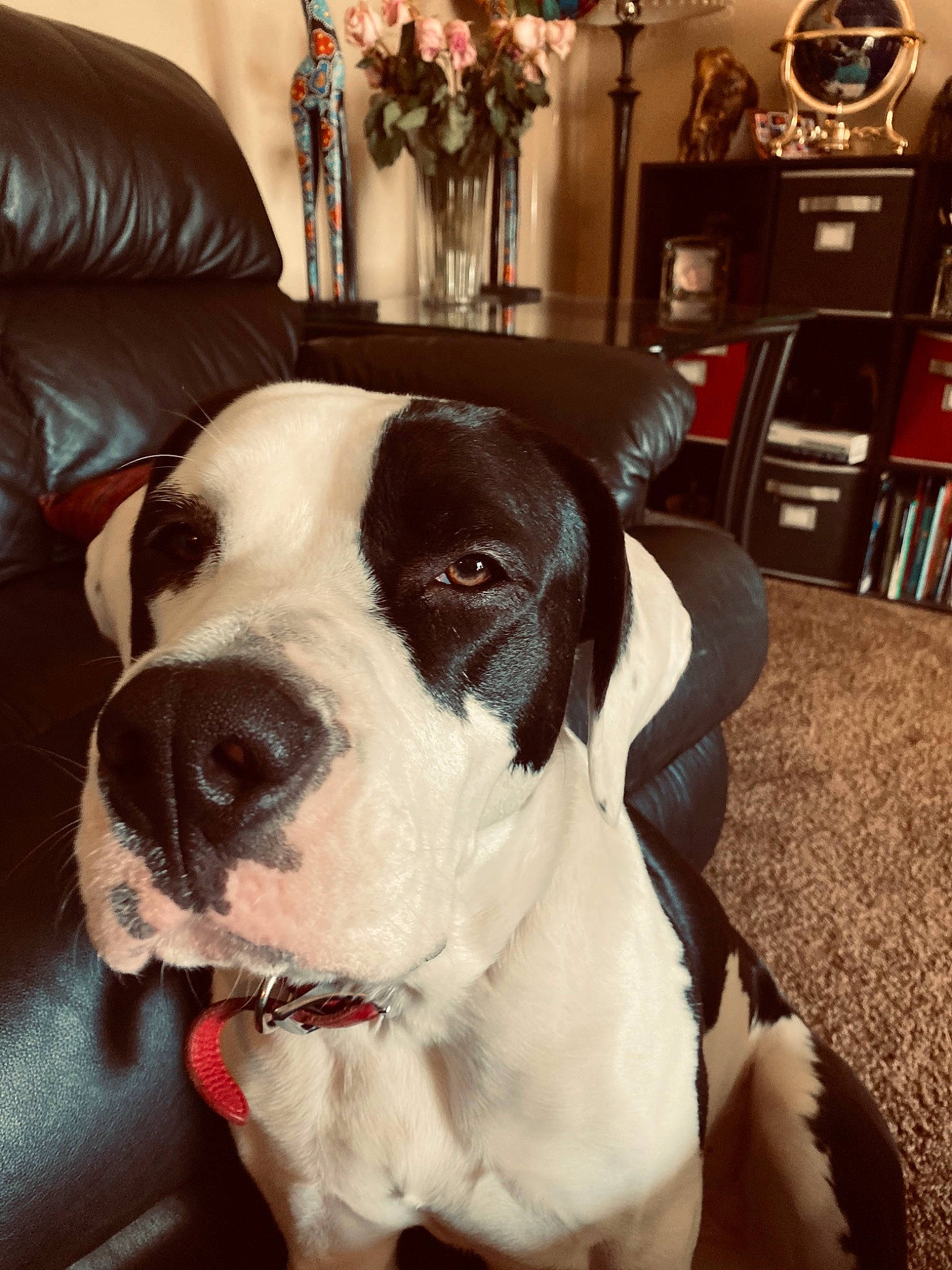Kadie is registered to the contest to win money with this photo: american_bulldog, boxer, canidae, carnivore, companion_dog, dog, dog_breed, ear, fawn, mammal, non_sporting_group, nose, pit_bull, puppy, puppy_love, rare_breed_dog, snout, sporting_group, valley_bulldog, vertebrate