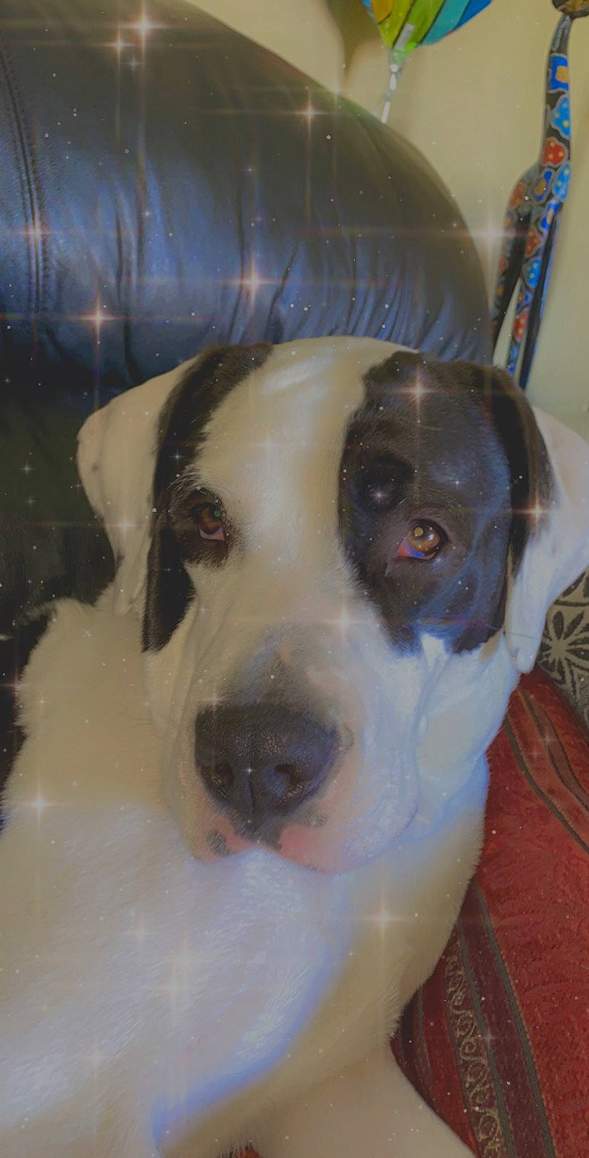 Kadie joined the competition — help win amazing prizes! american_pit_bull_terrier, bully_kutta, canidae, carnivore, dog, dog_breed, fawn, non_sporting_group, pit_bull, pointer, snout, sporting_group, whiskers