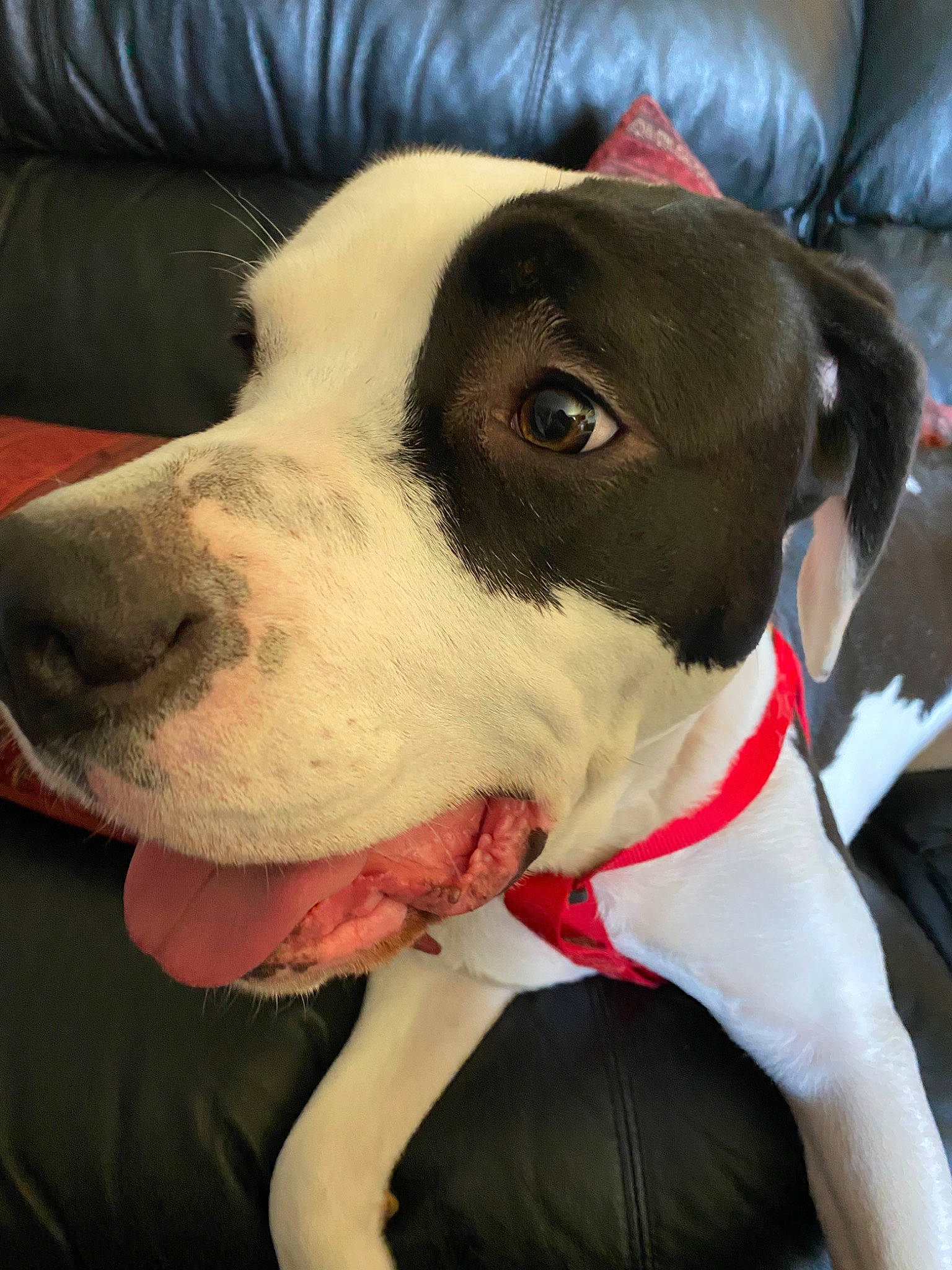 Kadie joined the competition — help win amazing prizes! american_pit_bull_terrier, american_staffordshire_terrier, canidae, carnivore, dog, dog_breed, dog_collar, fawn, mammal, non_sporting_group, pit_bull, pointer, rare_breed_dog, snout, sporting_group, vertebrate, whiskers