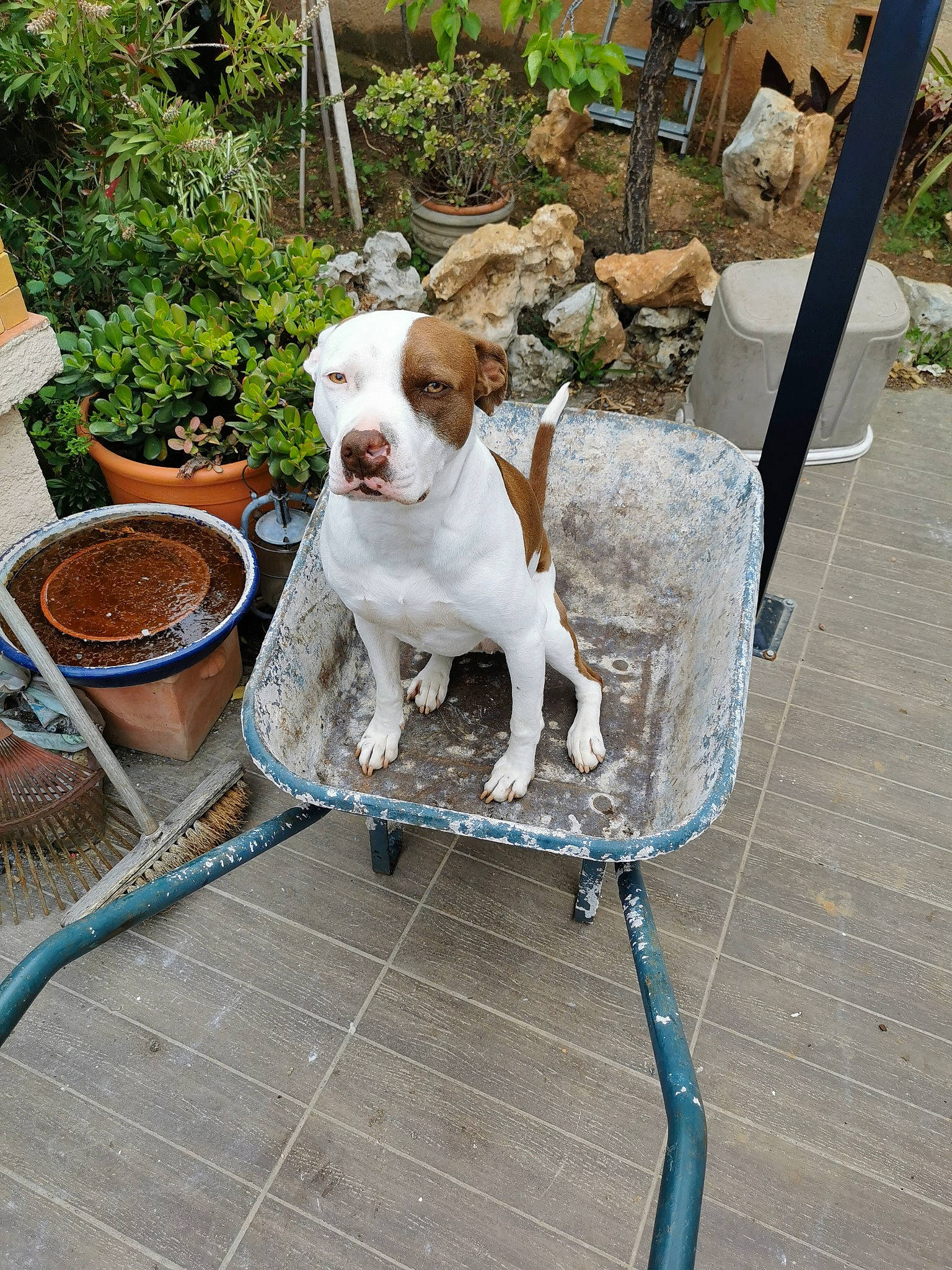 Praline a rejoint le concours — aidez-le/la à gagner de superbes lots ! carnivore, chair, collar, companion_dog, dog, dog_breed, dog_collar, dog_supply, fawn, flowerpot, leash, liver, outdoor_furniture, pet_supply, plant, sidewalk, sporting_group, tail, working_animal, yard