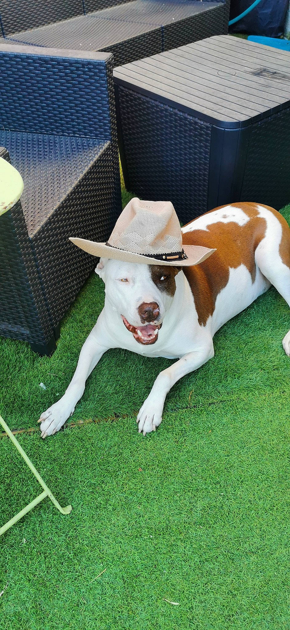 Praline a rejoint le concours — aidez-le/la à gagner de superbes lots ! canidae, carnivore, collar, companion_dog, costume_hat, cowboy_hat, dog, dog_breed, dog_collar, dog_supply, fawn, grass, hat, non_sporting_group, plant, sporting_group, tail, whiskers, working_animal, working_dog