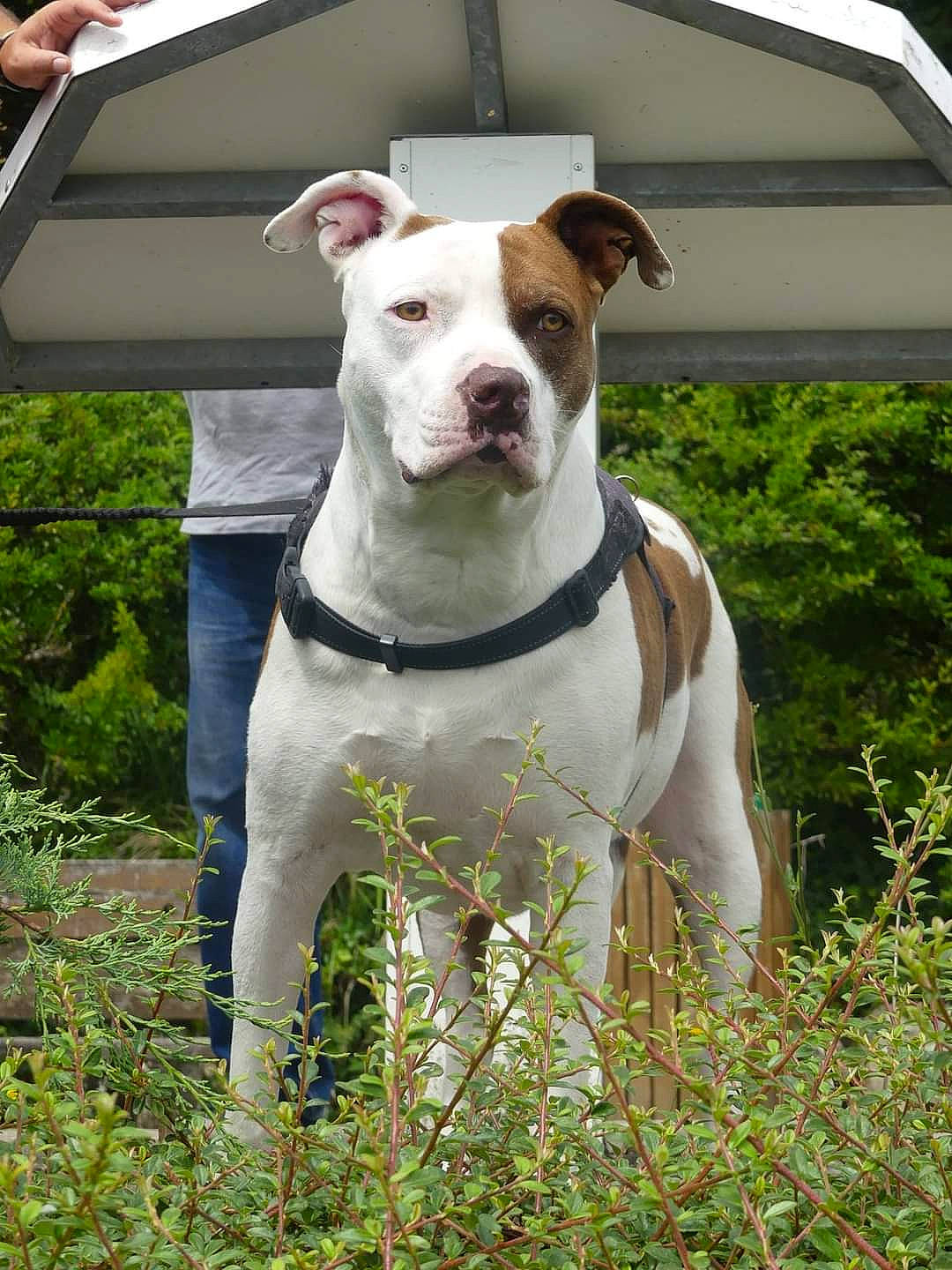 Praline participe au concours pour gagner de l'argent avec cette photo : ancient_dog_breeds, belt, canidae, carnivore, collar, companion_dog, dog, dog_breed, dog_collar, fashion_accessory, fawn, grass, non_sporting_group, pet_supply, plant, snout, sporting_group, tree, working_animal, working_dog