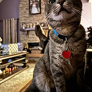 Gerardillo is registered to the contest to win money with this photo: cat, tabby_cat, collar, heart_tag, indoor, living_room, furniture, fireplace, photograph, curious, pet, domestic_animal, cozy, couch, wood_floor, decor, sitting, whiskers, close_up, home