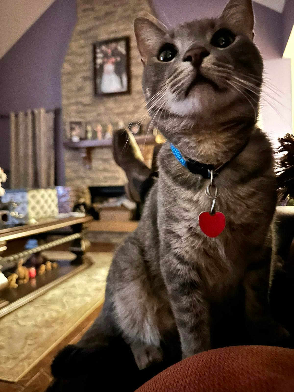 Gerardillo is registered to the contest to win money with this photo: cat, tabby_cat, collar, heart_tag, indoor, living_room, furniture, fireplace, photograph, curious, pet, domestic_animal, cozy, couch, wood_floor, decor, sitting, whiskers, close_up, home